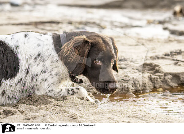 Kleiner Mnsterlnder / small munsterlander dog / MAW-01988