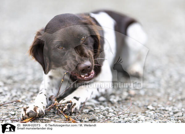 Kleiner Mnsterlnder / Small munsterlander dog / MAW-02073