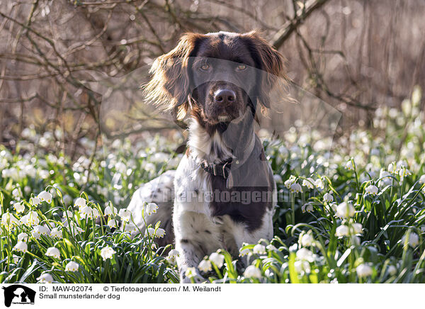 Kleiner Mnsterlnder / Small munsterlander dog / MAW-02074