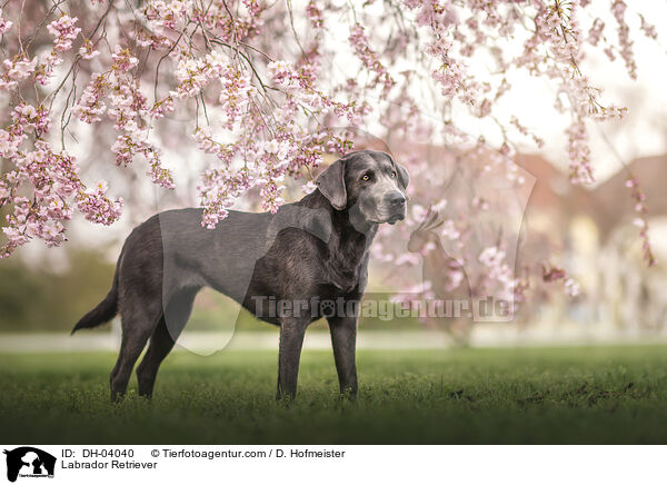Labrador Retriever / Labrador Retriever / DH-04040