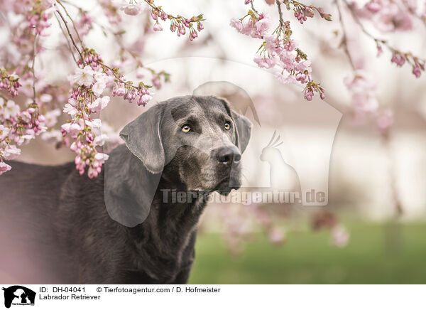Labrador Retriever / Labrador Retriever / DH-04041