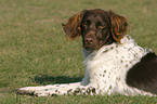 Small Munsterlander Hunting Dog