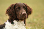 Small Munsterlander Hunting Dog