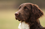 Small Munsterlander Hunting Dog