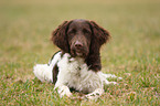 Small Munsterlander Hunting Dog