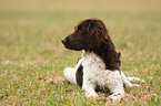 Small Munsterlander Hunting Dog