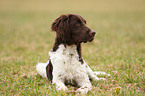 Small Munsterlander Hunting Dog