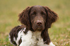 Small Munsterlander Hunting Dog