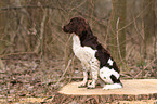 Small Munsterlander Hunting Dog