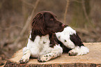 Small Munsterlander Hunting Dog