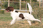 Small Munsterlander Hunting Dog