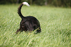 Small Munsterlander Hunting Dog