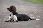 Small Munsterlander Hunting Dog