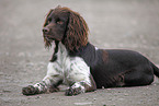 Small Munsterlander Hunting Dog