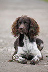 Small Munsterlander Hunting Dog