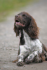 Small Munsterlander Hunting Dog