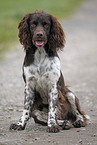 Small Munsterlander Hunting Dog