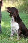 small munsterlander dog