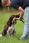 retrieving small munsterlander dog
