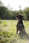 sitting Small Munsterlander