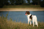 small munsterlander