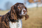 Small Munsterlander Portrait