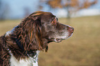 Small Munsterlander Portrait