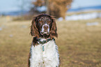 Small Munsterlander Portrait