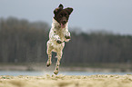 running Small Munsterlander Dog