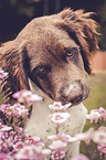 Small Munsterlander Dog portrait