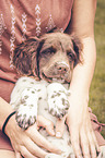 Small Munsterlander Dog with a woman