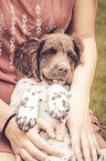 Small Munsterlander Dog with a woman