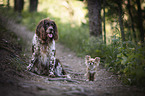 Small Munsterlander Dog with Chihuahua