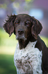 Small Munsterlander Dog portrait