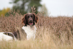 small munsterlander in autumn