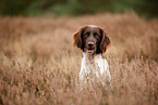 small munsterlander in autumn