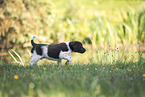 small munsterlander puppy