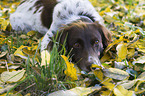 small munsterlander in autumn