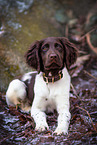 small munsterlander puppy