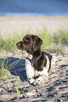 small munsterlander