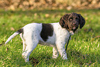 small munsterlander