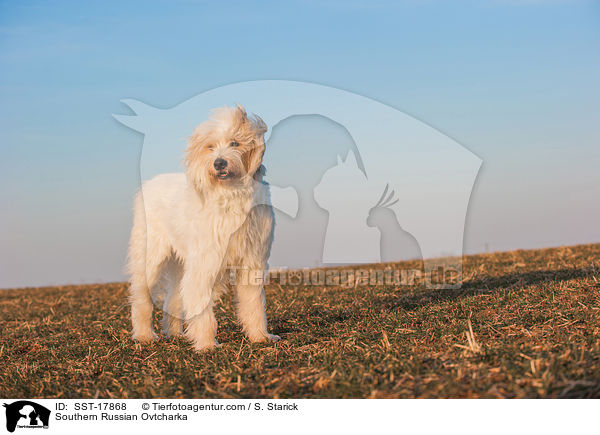 Sdrussischer Owtscharka / SST-17868