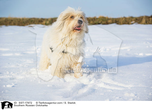 Southern Russian Ovtcharka / SST-17872