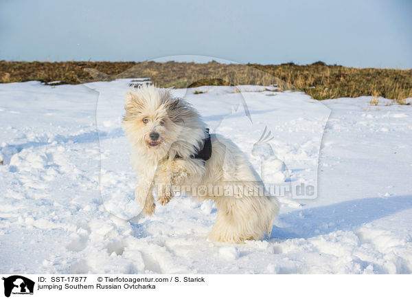 jumping Southern Russian Ovtcharka / SST-17877