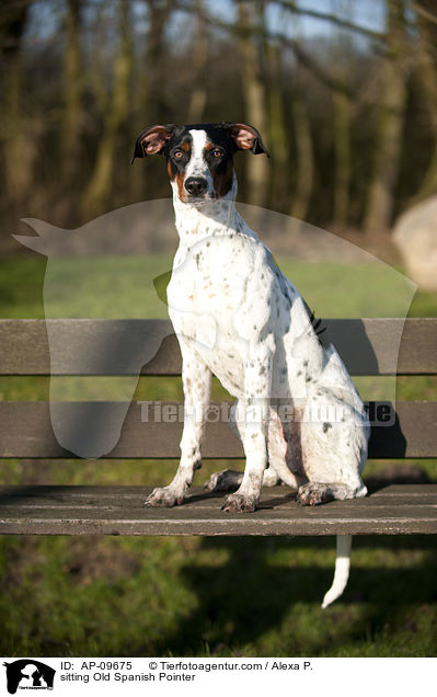 sitzender Spanischer Pointer / sitting Old Spanish Pointer / AP-09675