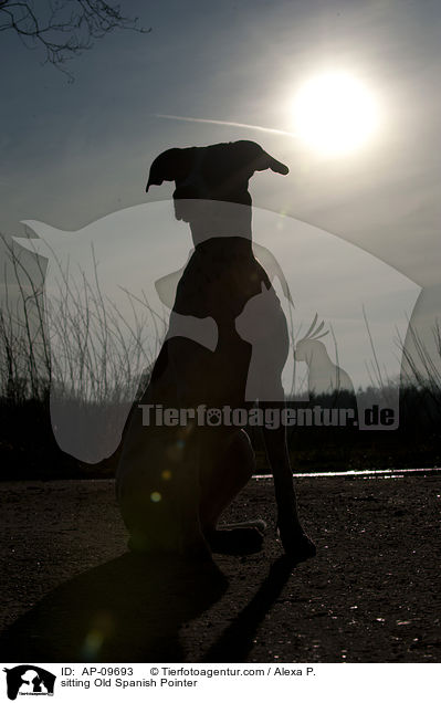 sitting Old Spanish Pointer / AP-09693