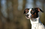 Old Spanish Pointer Portrait