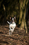 running Old Spanish Pointer