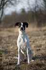 sitting Old Spanish Pointer