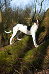 Old Spanish Pointer